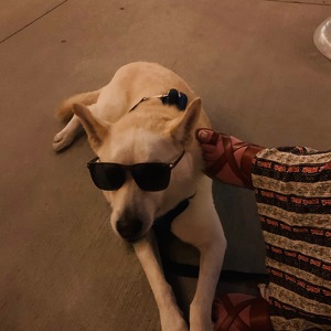 Team Page: Bruin's Brat Pack